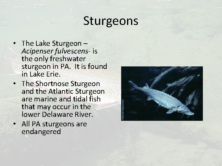Sturgeons • The Lake Sturgeon – Acipenser fulvescens- is the only freshwater sturgeon in
