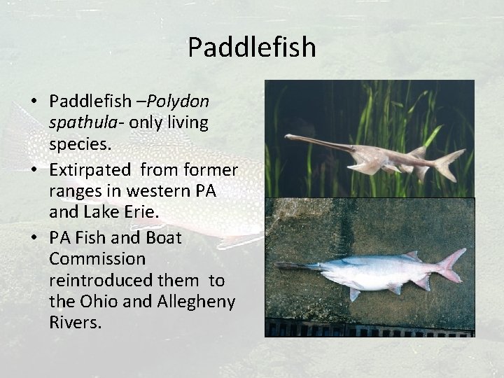 Paddlefish • Paddlefish –Polydon spathula- only living species. • Extirpated from former ranges in