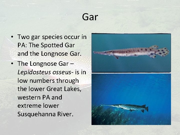 Gar • Two gar species occur in PA: The Spotted Gar and the Longnose