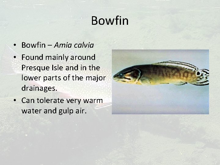 Bowfin • Bowfin – Amia calvia • Found mainly around Presque Isle and in