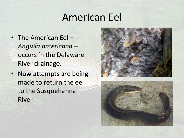 American Eel • The American Eel – Anguila americana – occurs in the Delaware