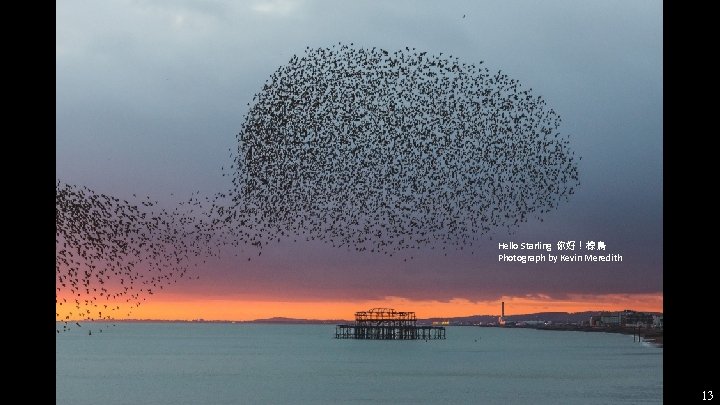 Hello Starling 你好！椋鳥 Photograph by Kevin Meredith 13 