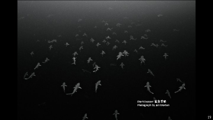 Shark Season 鯊魚季節 Photograph by Jan Morton 19 