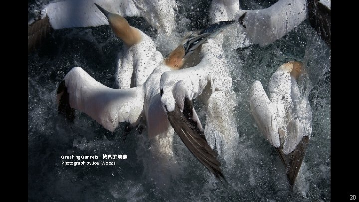 Gnashing Gannets 搶食的塘鵝 Photograph by Joel Woods 20 
