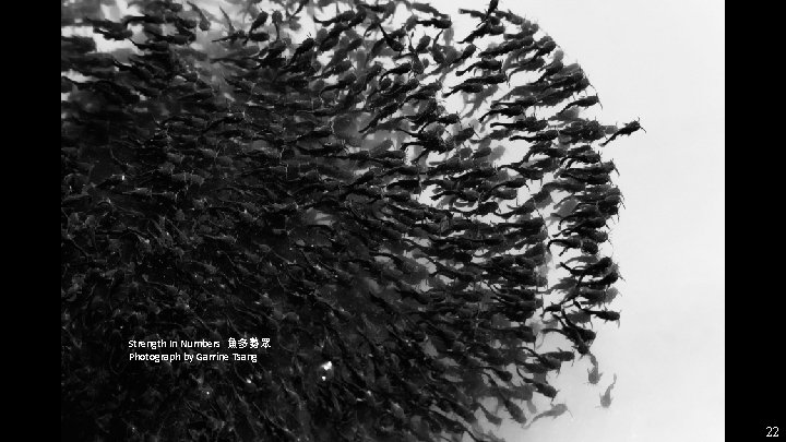 Strength In Numbers 魚多勢眾 Photograph by Garrine Tsang 22 