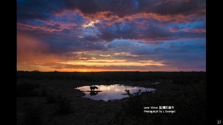 Lone Rhino 孤獨的犀牛 Photograph by J. Georget 25 