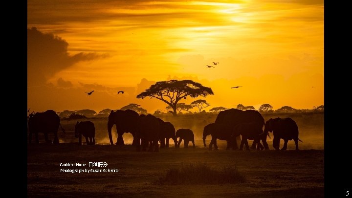 Golden Hour 日落時分 Photograph by Susan Schmitz 5 