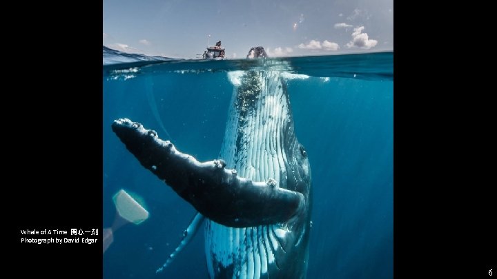 Whale of A Time 開心一刻 Photograph by David Edgar 6 