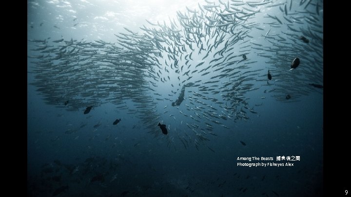 Among The Beasts 捕食者之間 Photograph by Fisheyes Alex 9 