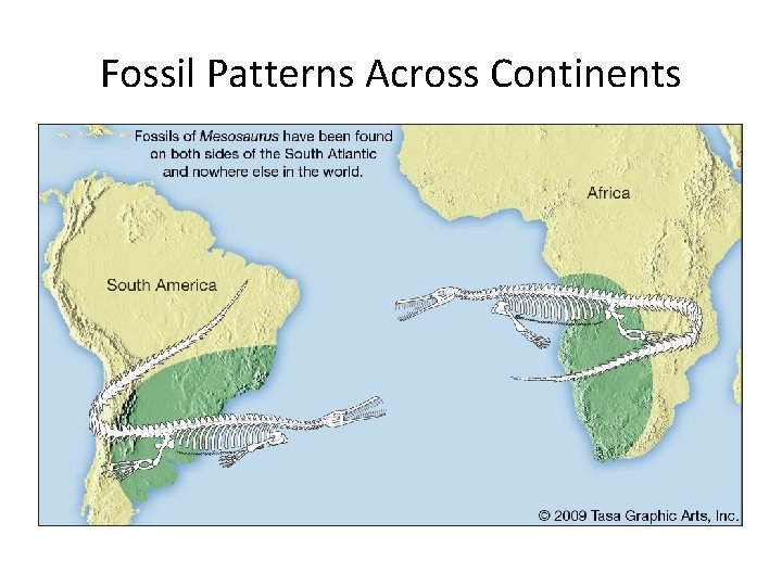 Fossil Patterns Across Continents 