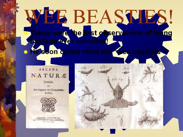 WEE BEASTIES! ® These were the first observations of living bacteria ever recorded! ®