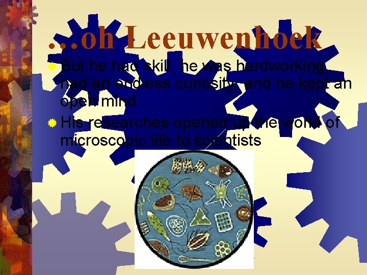 …oh Leeuwenhoek ® But he had skill, he was hardworking, had an endless curiosity,