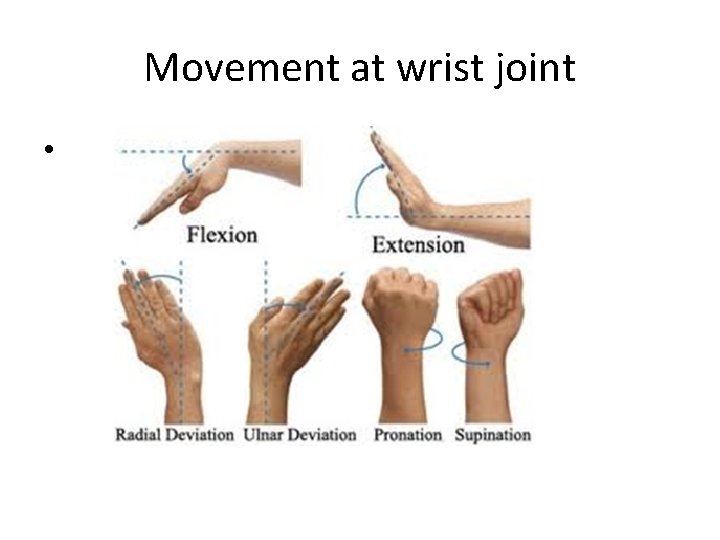 Movement at wrist joint • 
