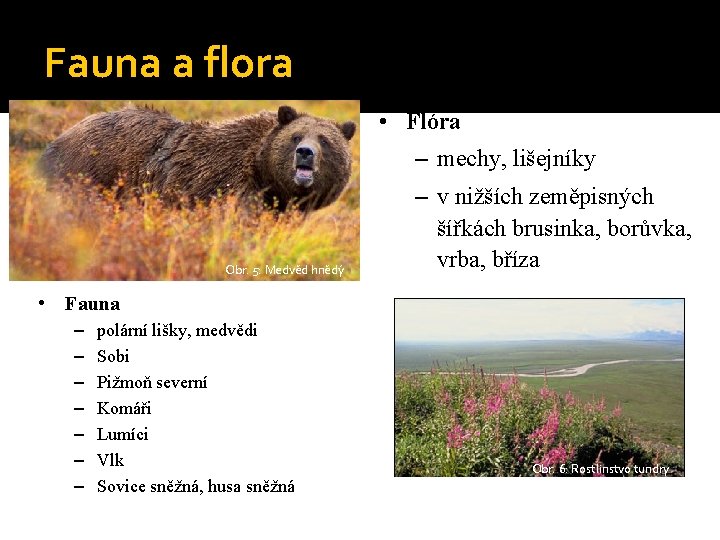 Fauna a flora • Flóra – mechy, lišejníky Obr. 5: Medvěd hnědý – v