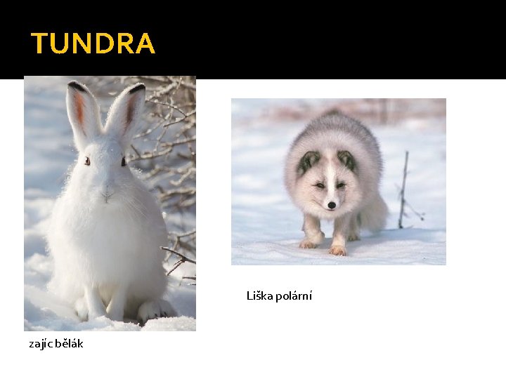 TUNDRA Liška polární zajíc bělák 