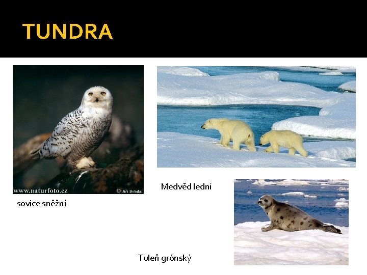 TUNDRA Medvěd lední sovice sněžní Tuleň grónský 