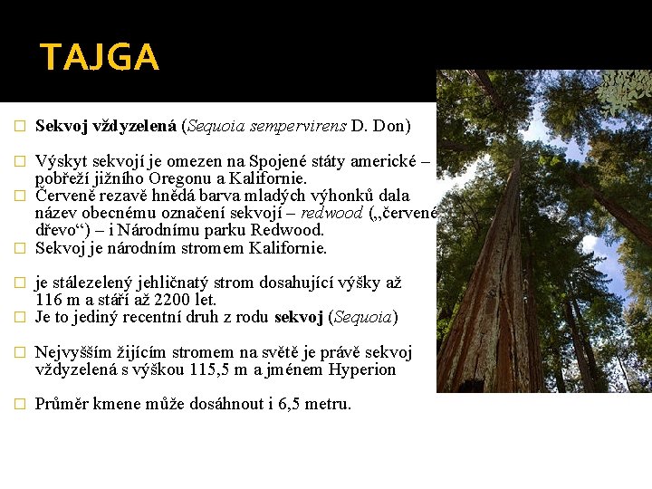 TAJGA � Sekvoj vždyzelená (Sequoia sempervirens D. Don) Výskyt sekvojí je omezen na Spojené