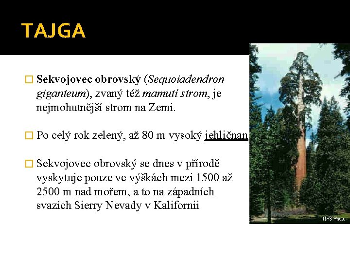 TAJGA � Sekvojovec obrovský (Sequoiadendron giganteum), zvaný též mamutí strom, je nejmohutnější strom na