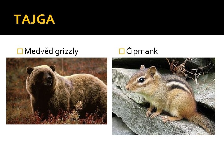 TAJGA � Medvěd grizzly � Čipmank 