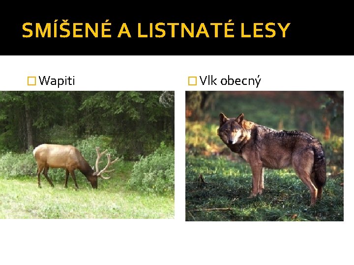 SMÍŠENÉ A LISTNATÉ LESY � Wapiti � Vlk obecný 