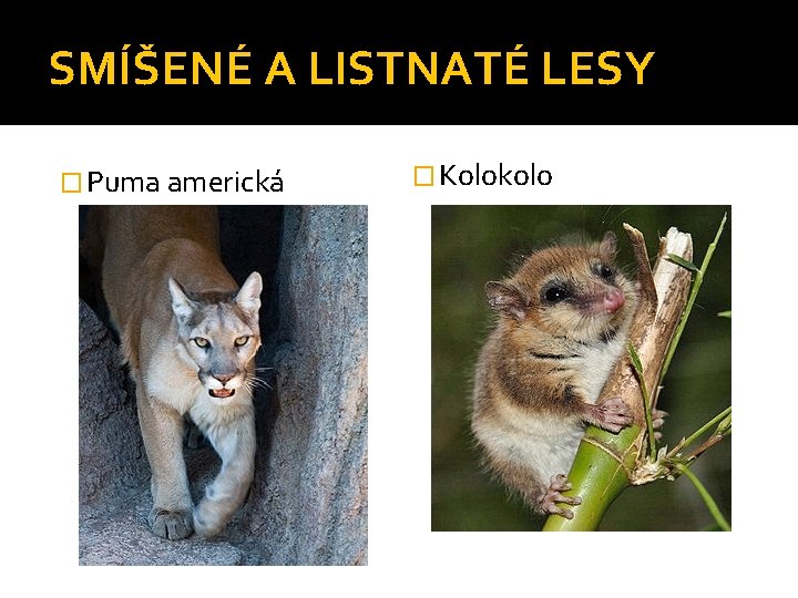 SMÍŠENÉ A LISTNATÉ LESY � Puma americká � Kolokolo 