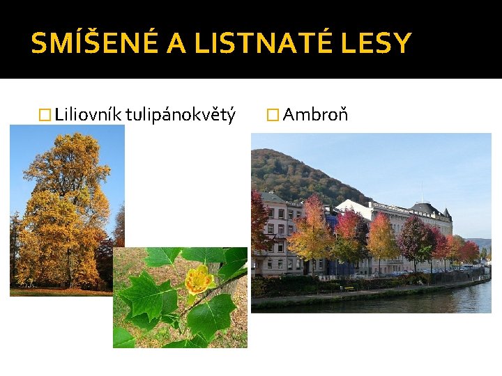 SMÍŠENÉ A LISTNATÉ LESY � Liliovník tulipánokvětý � Ambroň 