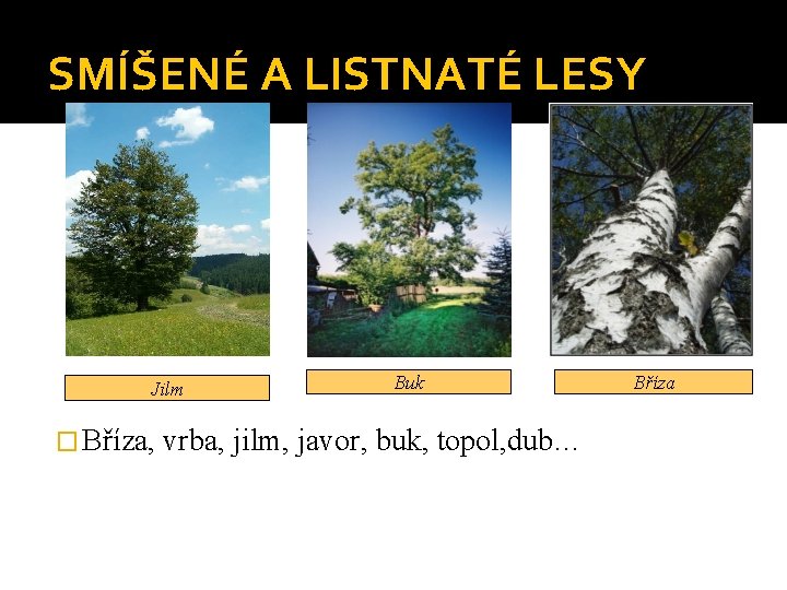 SMÍŠENÉ A LISTNATÉ LESY Jilm Buk � Bříza, vrba, jilm, javor, buk, topol, dub…