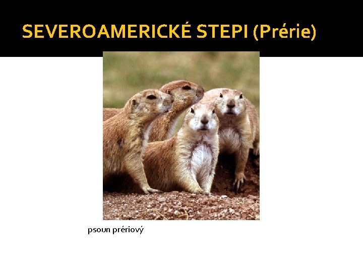 SEVEROAMERICKÉ STEPI (Prérie) psoun prériový 