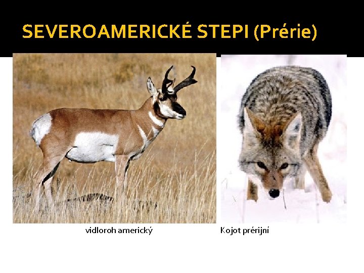 SEVEROAMERICKÉ STEPI (Prérie) vidloroh americký Kojot prérijní 