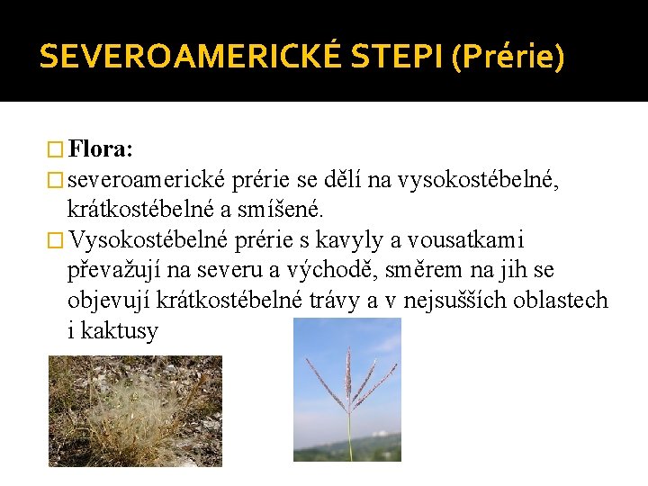 SEVEROAMERICKÉ STEPI (Prérie) � Flora: � severoamerické prérie se dělí na vysokostébelné, krátkostébelné a