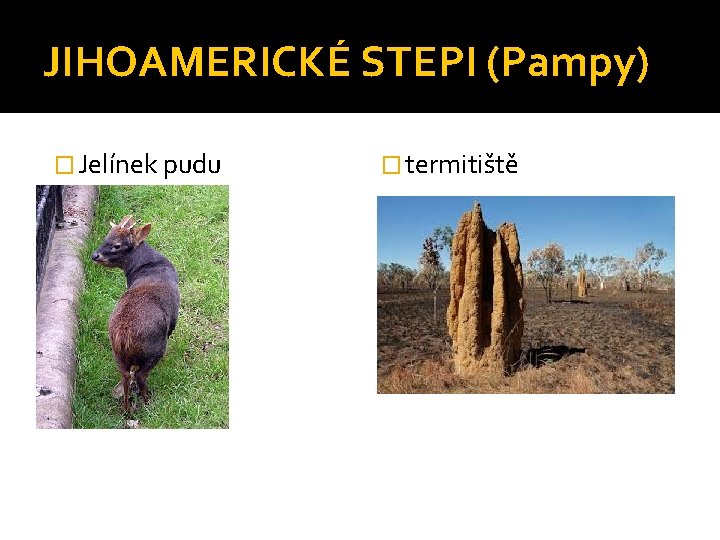 JIHOAMERICKÉ STEPI (Pampy) � Jelínek pudu � termitiště 