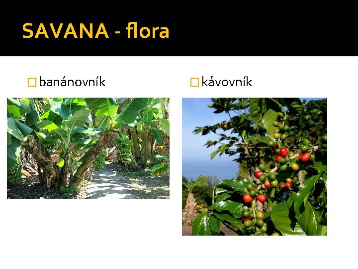 SAVANA - flora � banánovník � kávovník 