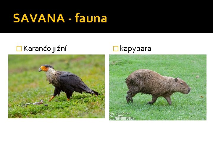 SAVANA - fauna � Karančo jižní � kapybara 