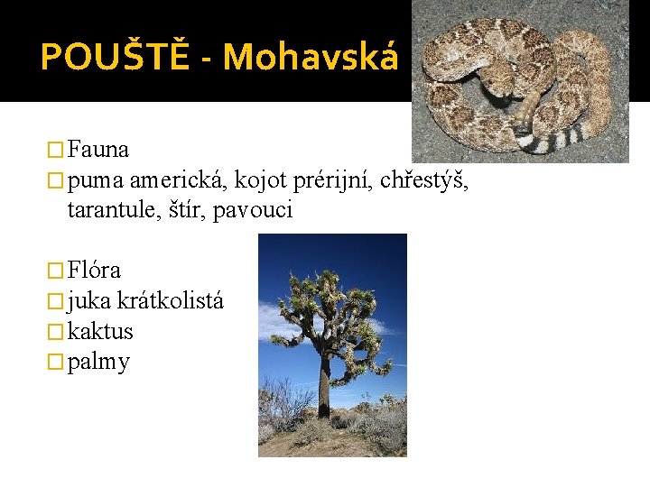 POUŠTĚ - Mohavská � Fauna � puma americká, kojot prérijní, chřestýš, tarantule, štír, pavouci