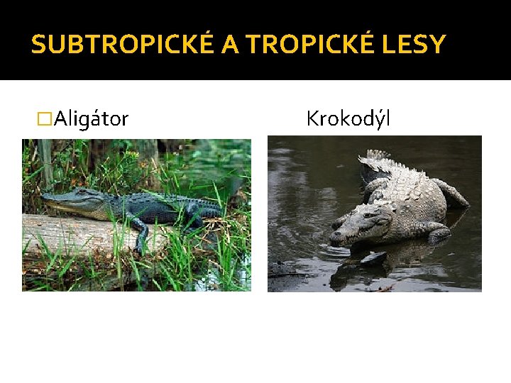 SUBTROPICKÉ A TROPICKÉ LESY �Aligátor Krokodýl 