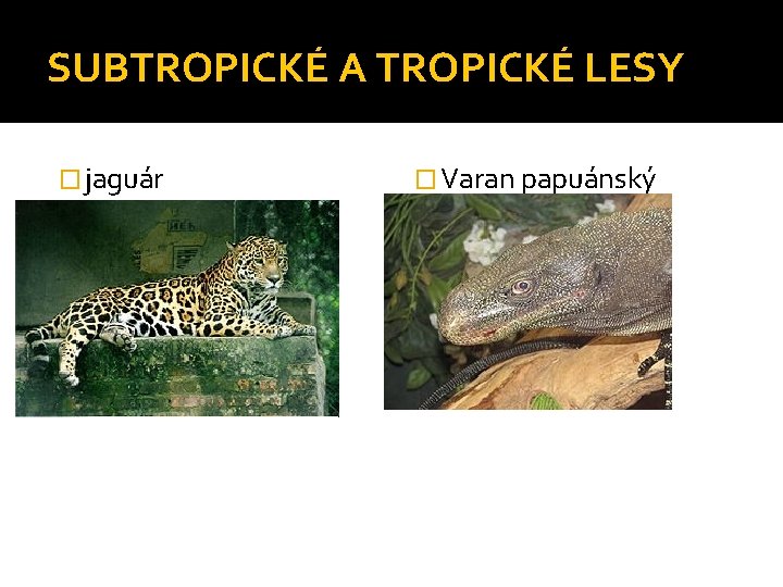 SUBTROPICKÉ A TROPICKÉ LESY � jaguár � Varan papuánský 