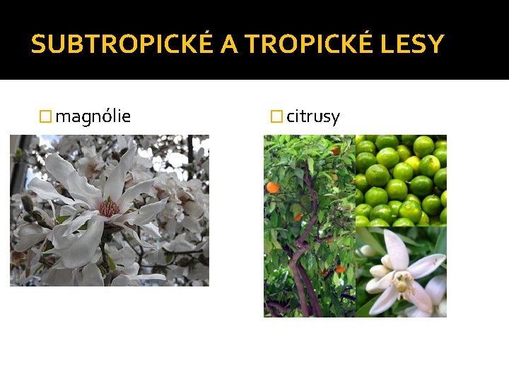 SUBTROPICKÉ A TROPICKÉ LESY � magnólie � citrusy 