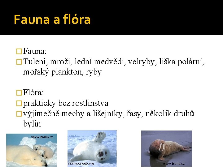 Fauna a flóra � Fauna: � Tuleni, mroži, lední medvědi, velryby, liška polární, mořský