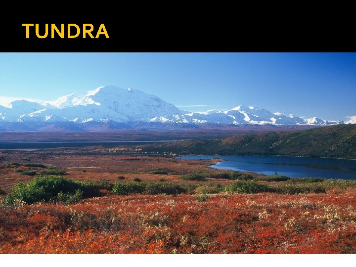 TUNDRA 