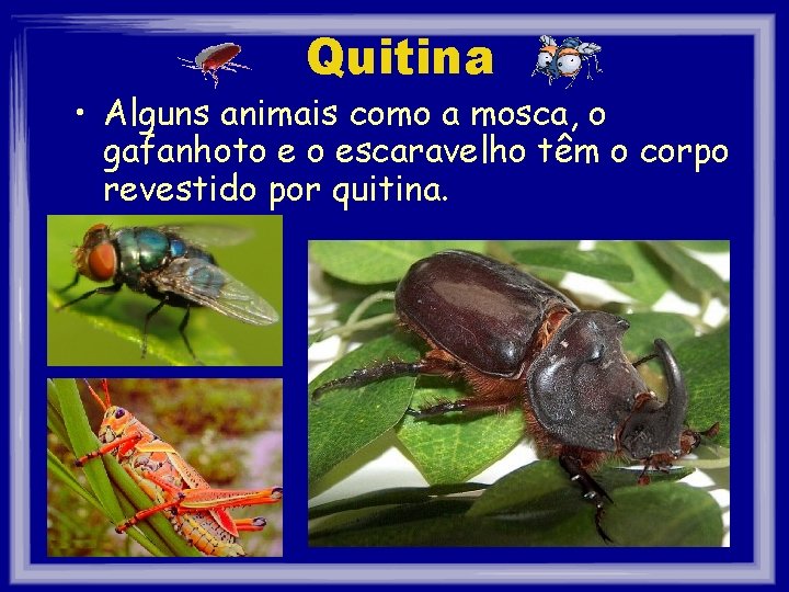 Quitina • Alguns animais como a mosca, o gafanhoto e o escaravelho têm o