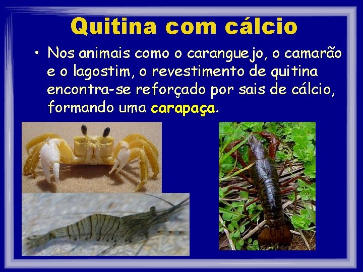 Quitina com cálcio • Nos animais como o caranguejo, o camarão e o lagostim,