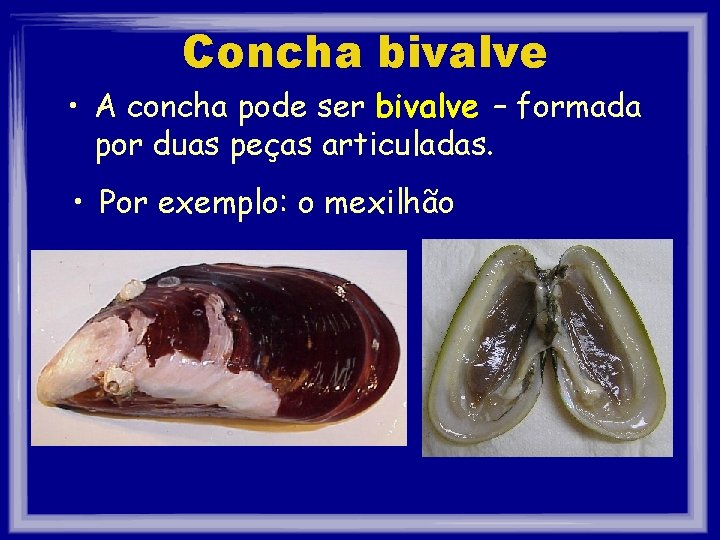 Concha bivalve • A concha pode ser bivalve – formada por duas peças articuladas.