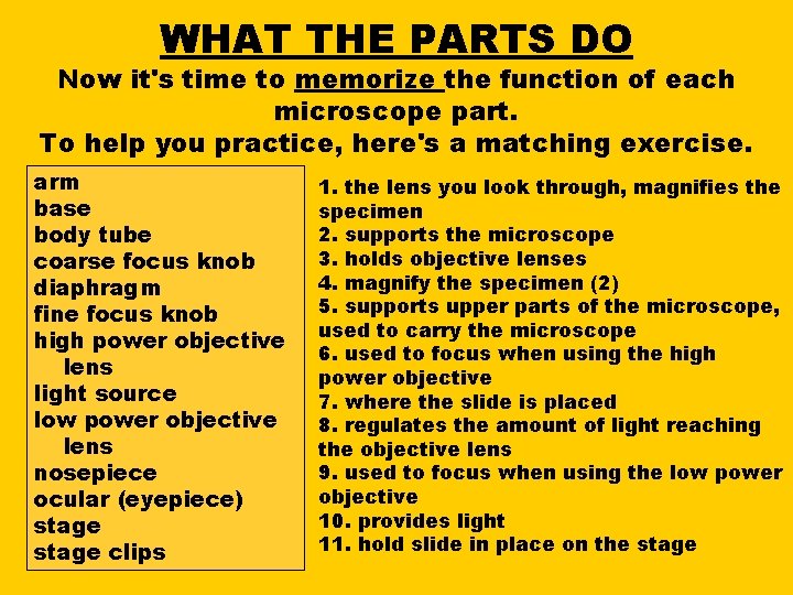 WHAT THE PARTS DO Now it's time to memorize the function of each microscope