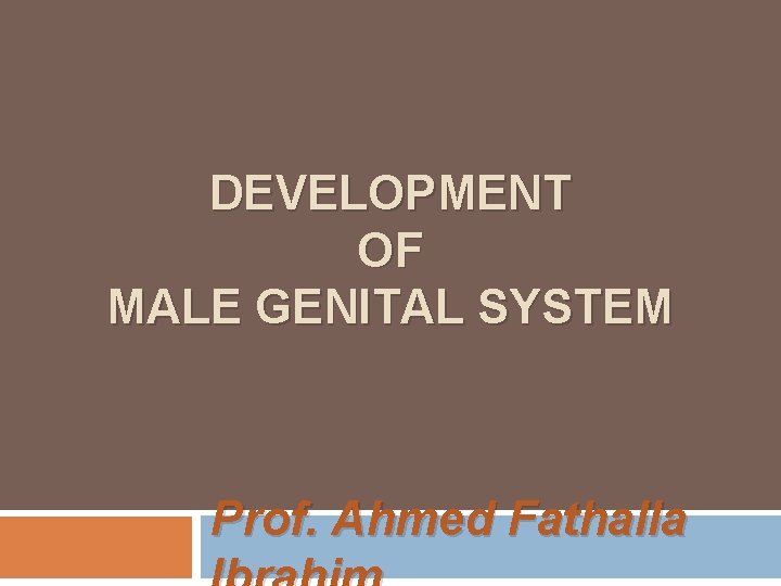 DEVELOPMENT OF MALE GENITAL SYSTEM Prof. Ahmed Fathalla 