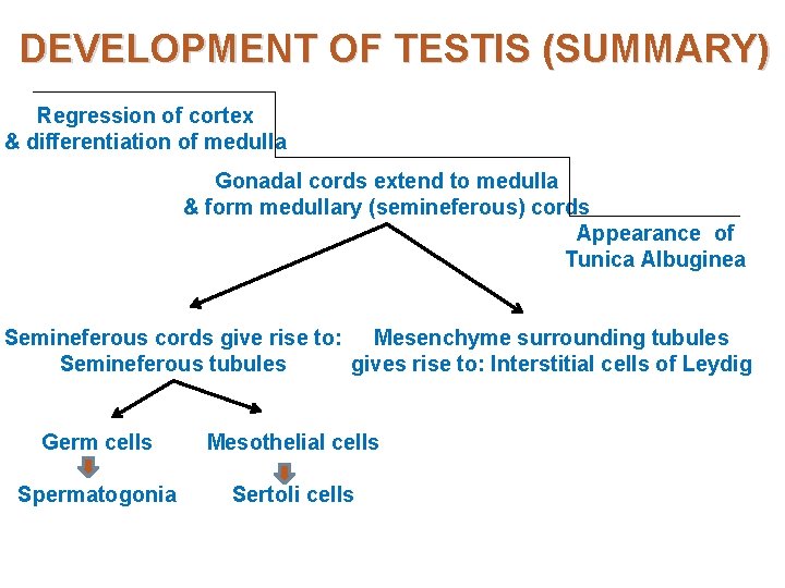 DEVELOPMENT OF TESTIS (SUMMARY) Regression of cortex & differentiation of medulla Gonadal cords extend