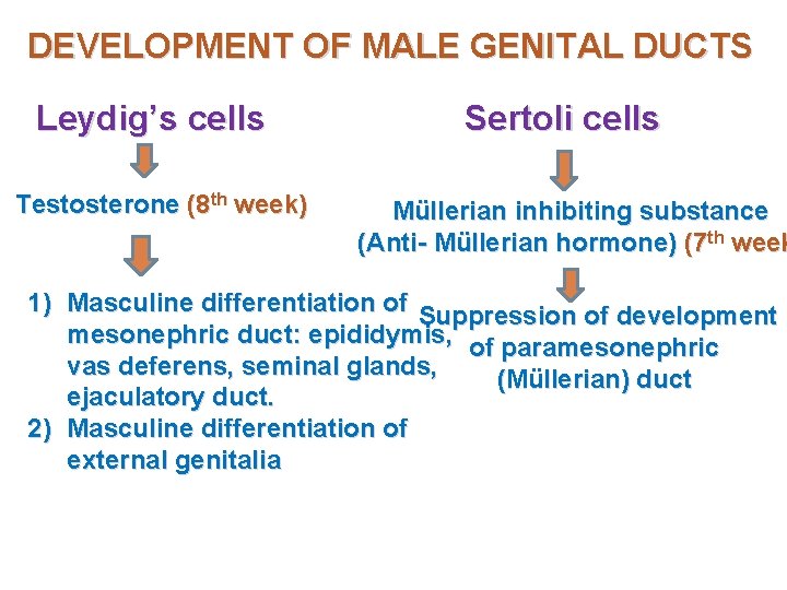 DEVELOPMENT OF MALE GENITAL DUCTS Leydig’s cells Testosterone (8 th week) Sertoli cells Müllerian