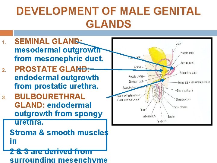 DEVELOPMENT OF MALE GENITAL GLANDS 1. 2. 3. SEMINAL GLAND: mesodermal outgrowth from mesonephric