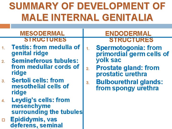 SUMMARY OF DEVELOPMENT OF MALE INTERNAL GENITALIA 1. 2. 3. 4. MESODERMAL STRUCTURES Testis: