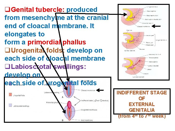 q. Genital tubercle: produced from mesenchyme at the cranial end of cloacal membrane. It