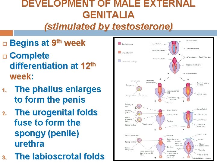 DEVELOPMENT OF MALE EXTERNAL GENITALIA (stimulated by testosterone) Begins at 9 th week Complete